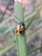 Cadmus litigiosus