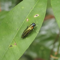 Iridotaenia chrysostoma