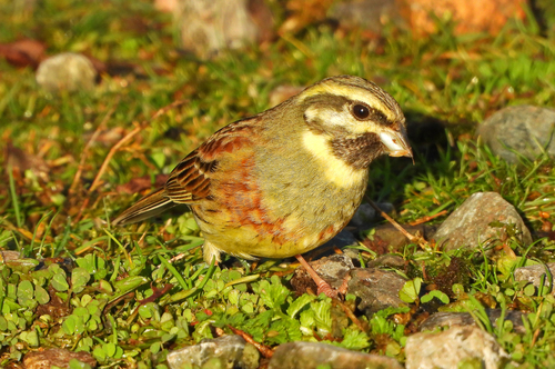 Escribano soteño (Emberiza cirlus)