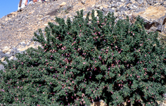 Astragalus spinosus