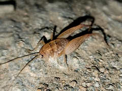 Pristoceuthophilus pacificus