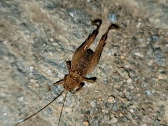 Pristoceuthophilus pacificus