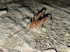 Pristoceuthophilus pacificus