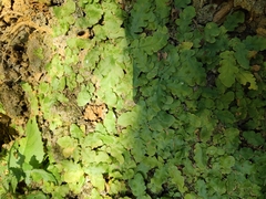 Tectaria zeilanica