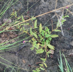 Hermannia coccocarpa