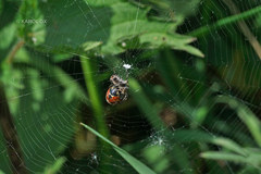 Gibbaranea bituberculata