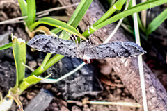 Nacoleia rhoeoalis