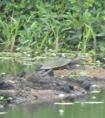 Mesoclemmys tuberculata