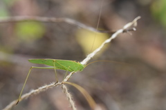 Phaneroptera falcata