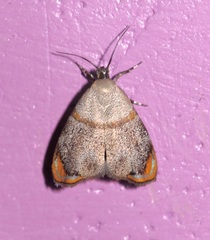 Hemerophila