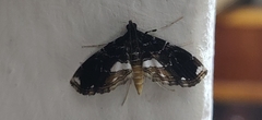 Paracymoriza