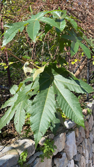 Ricinus communis