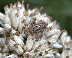 Germalus victoriae