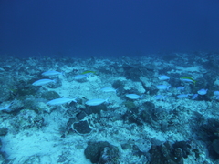 Caesio varilineata