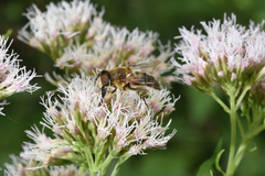 Eristalis pertinax
