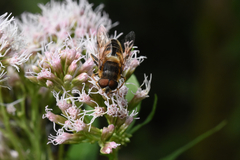 Eristalis pertinax