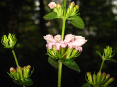 Phlomoides umbrosa