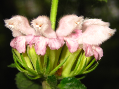 Phlomoides umbrosa