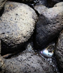 Cantharidus capillaceus