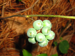 Smilax riparia
