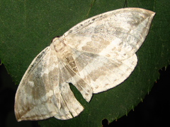 Cyclidia substigmaria