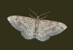 Hydrelia sylvata