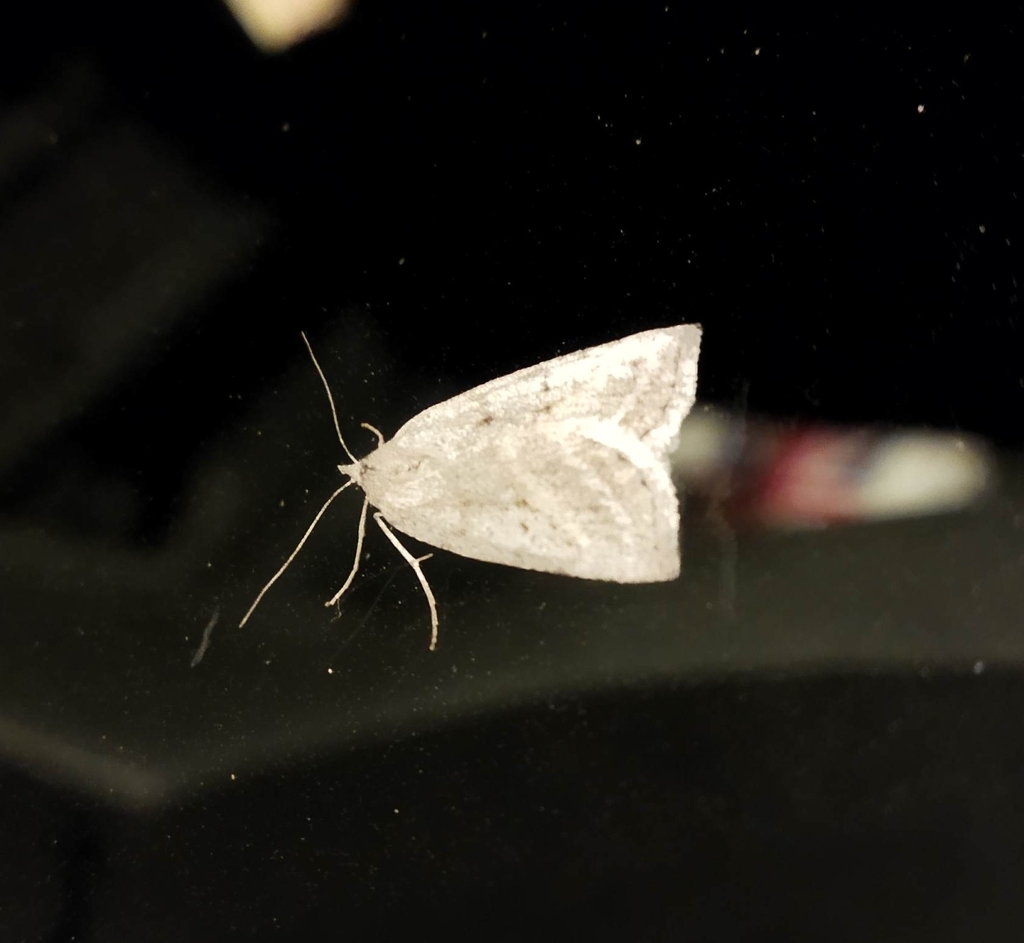 Chemerina caliginearia