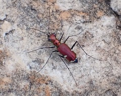Micromentignatha oblongicollis