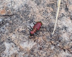 Micromentignatha oblongicollis