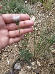 Pterocephalus plumosus