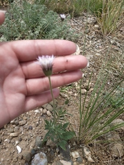 Pterocephalus plumosus