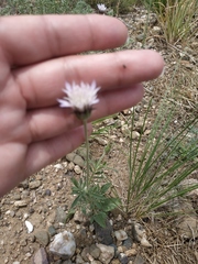 Pterocephalus plumosus