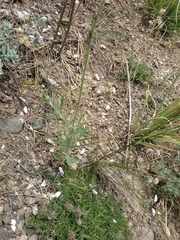 Pterocephalus plumosus