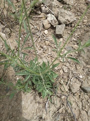 Pterocephalus plumosus