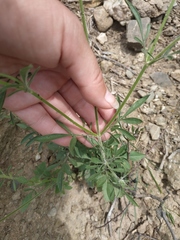 Pterocephalus plumosus