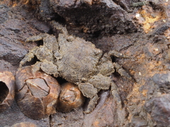 Nanosesarma pontianacense