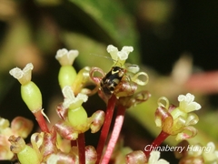 Sabactiopus sauteri