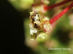 Sabactiopus sauteri