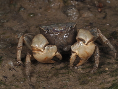 Sarmatium germaini