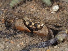 Parasesarma exquisitum