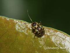 Sabactiopus sauteri