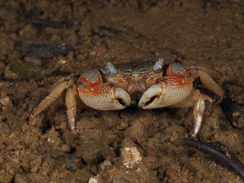 Parasesarma maipoense · iNaturalist