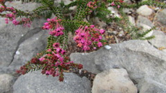 Erica curtophylla