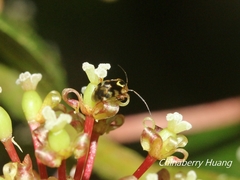 Sabactiopus sauteri