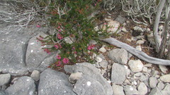 Erica curtophylla
