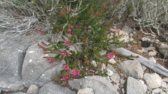 Erica curtophylla