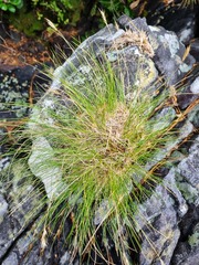 Rytidosperma setifolium