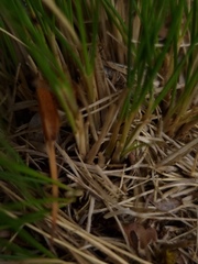 Rytidosperma setifolium