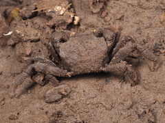 Clistocoeloma sinense