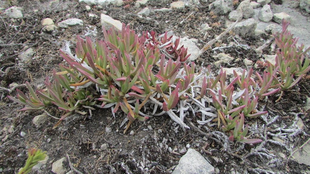 Ruschia calcicola
